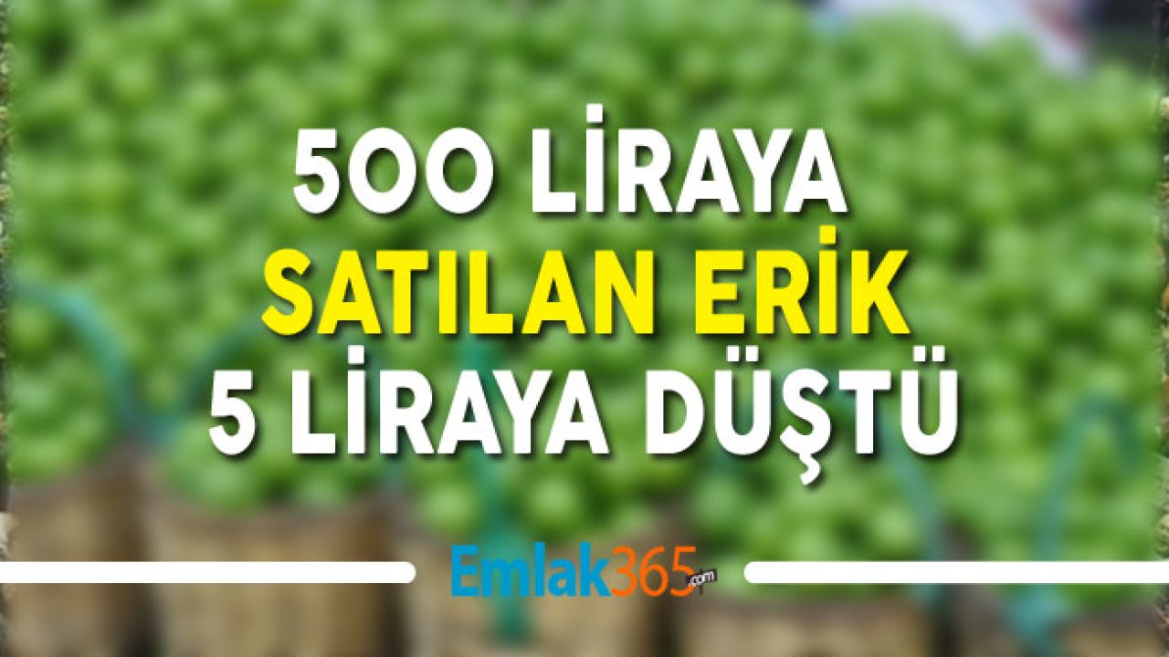 500 Lira Olan Erik Şimdilerde 5 Liraya Kadar Düştü