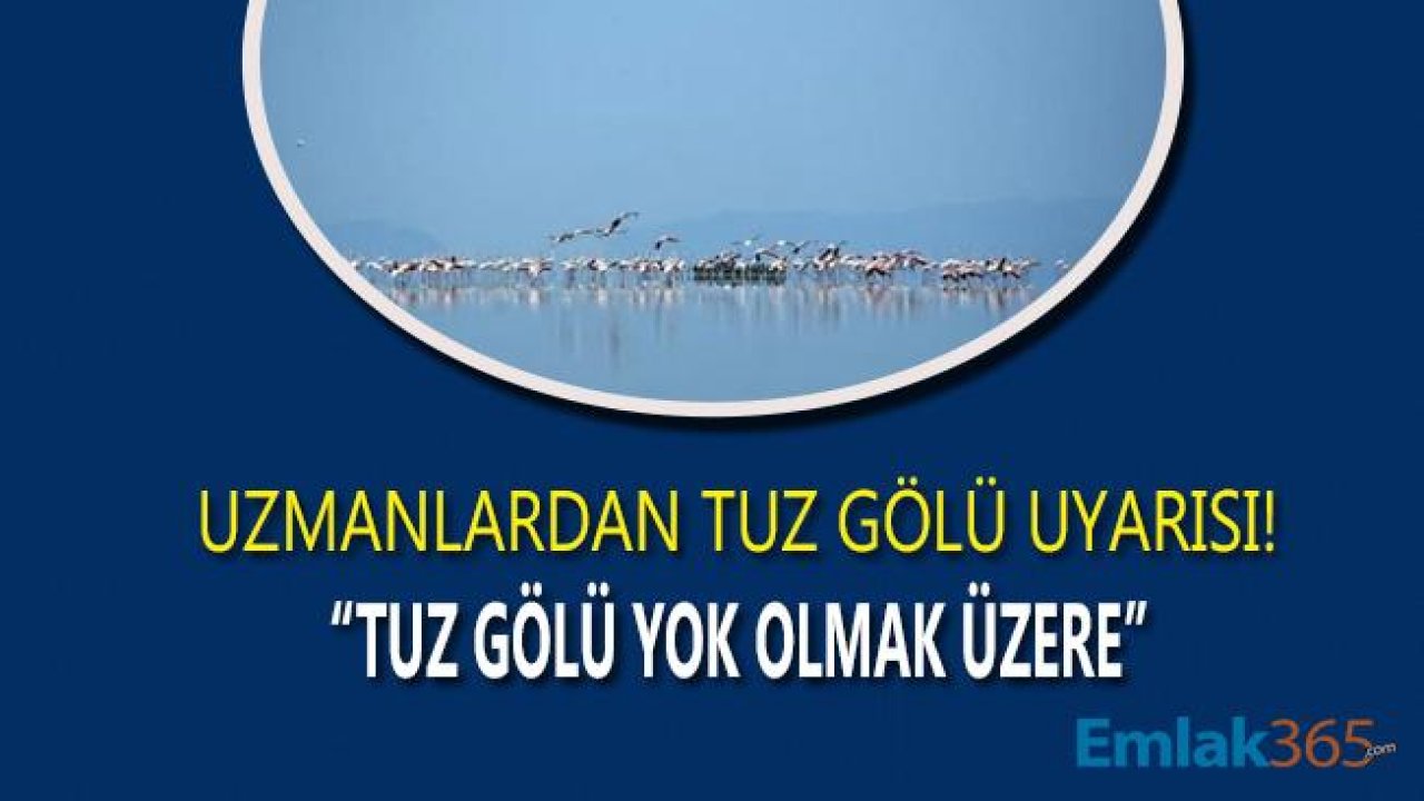 Tuz Gölü Kuruyor, Flamingo Cenneti Yok Olma Tehdidi İle Karşı Karşıya Kaldı!