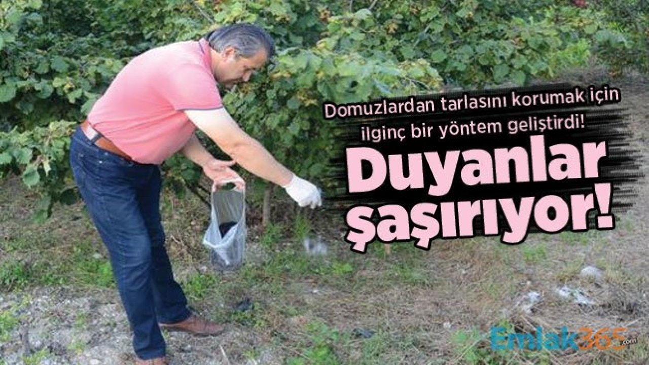 Domuzlardan tarlasını korumak için ilginç bir yöntem geliştirdi! Duyanlar şaşırıyor!