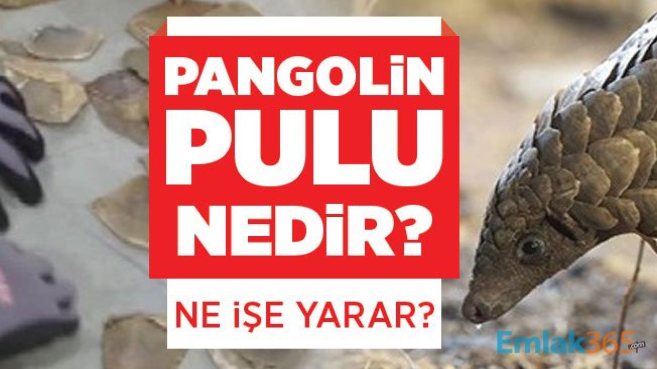 İstanbul Havalimanında yakalanan Pangolin pulu nedir? Ne işe yarar?