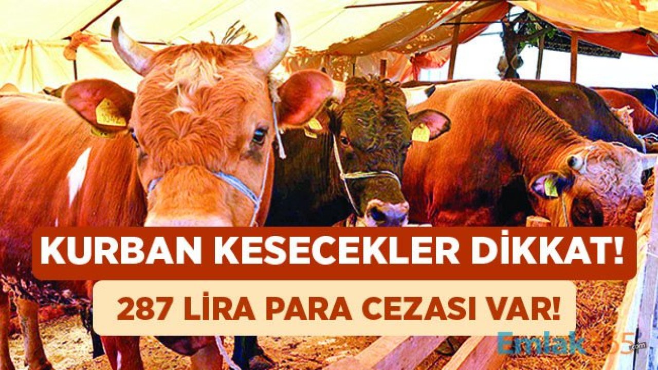 Kurban Kesecekler Dikkat! Bunu Yapanlara 287 Lira Para Cezası Verilecek