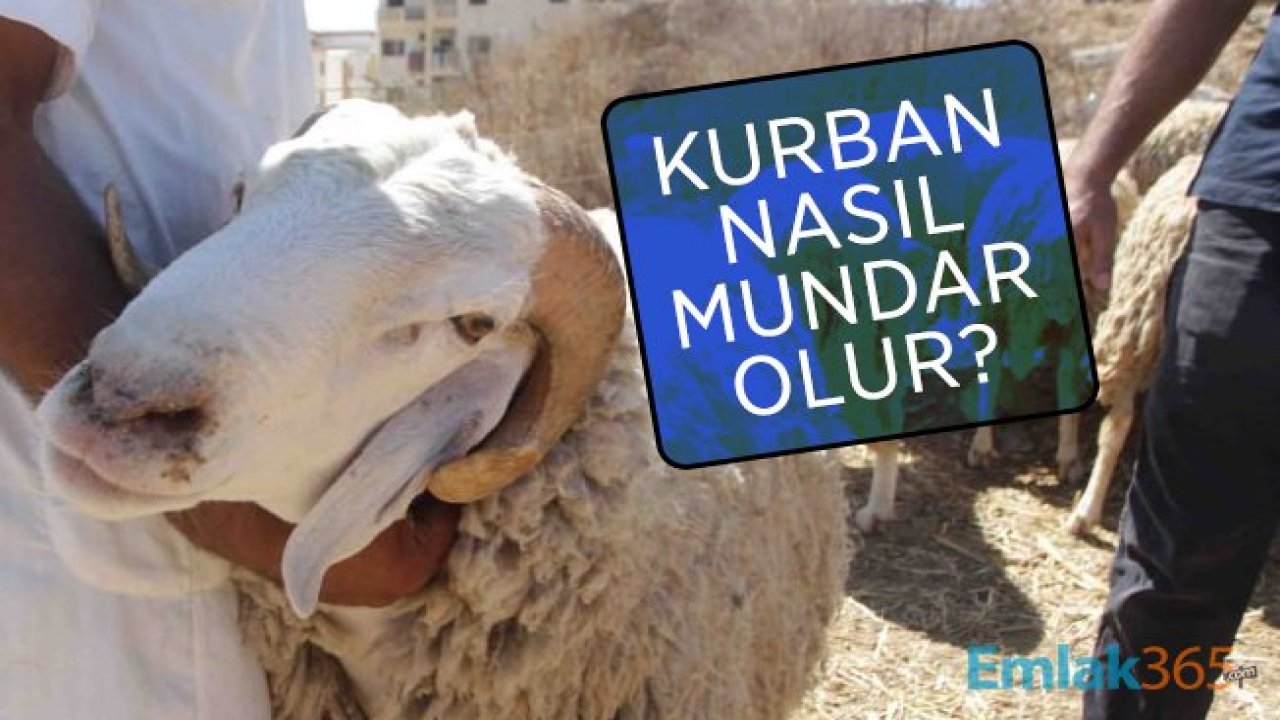 Kurban nasıl mundar olur?