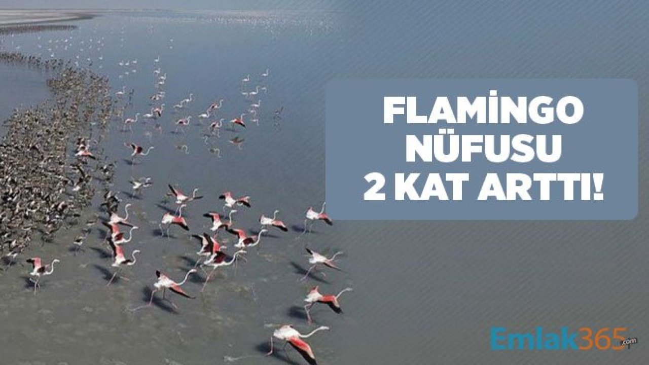 Çevre ve Şehircilik Bakanlığı Duyurdu! Flamingo Nüfusu İki Kat Arttı