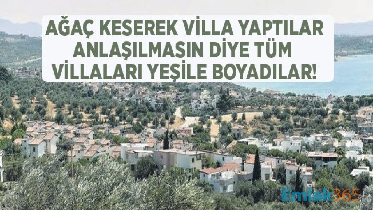 Ağaç Kesilerek Yapılan Villaları Gizlemek İçin Yeşile Boyadılar! Pelitköy Tepesi Çevre Katliamı İle Talan Edilmiş