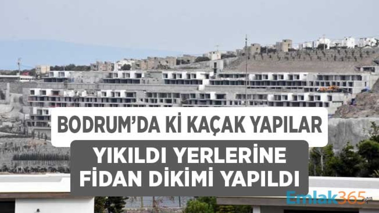 Bodrum'da Kaçak Yapılan Villalar Yıkıldı Yerine Fidan Dikildi