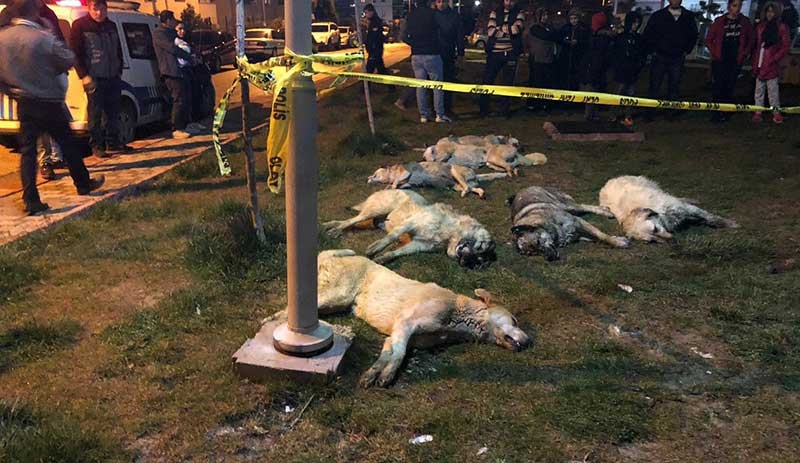 Köpek Katliamı Olayında 3 Kişi Tutuklanma Talebiyle Mahkemeye Sevk Edildi