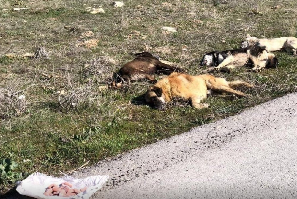 Ankara'da Yeni Köpek Katliamı, Köpekleri Zehirli Sosislerle Katlettiler!