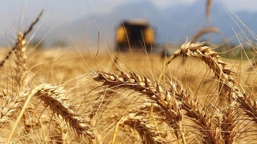 Tepkiler Büyüdü, Ekmek Fiyatlarına Müdahale Geldi! TMO Zam Kararından Döndü