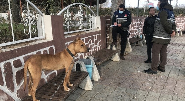 Pitbullar Sokağa Terk Edildi: Barınaklar Doldu Taştı