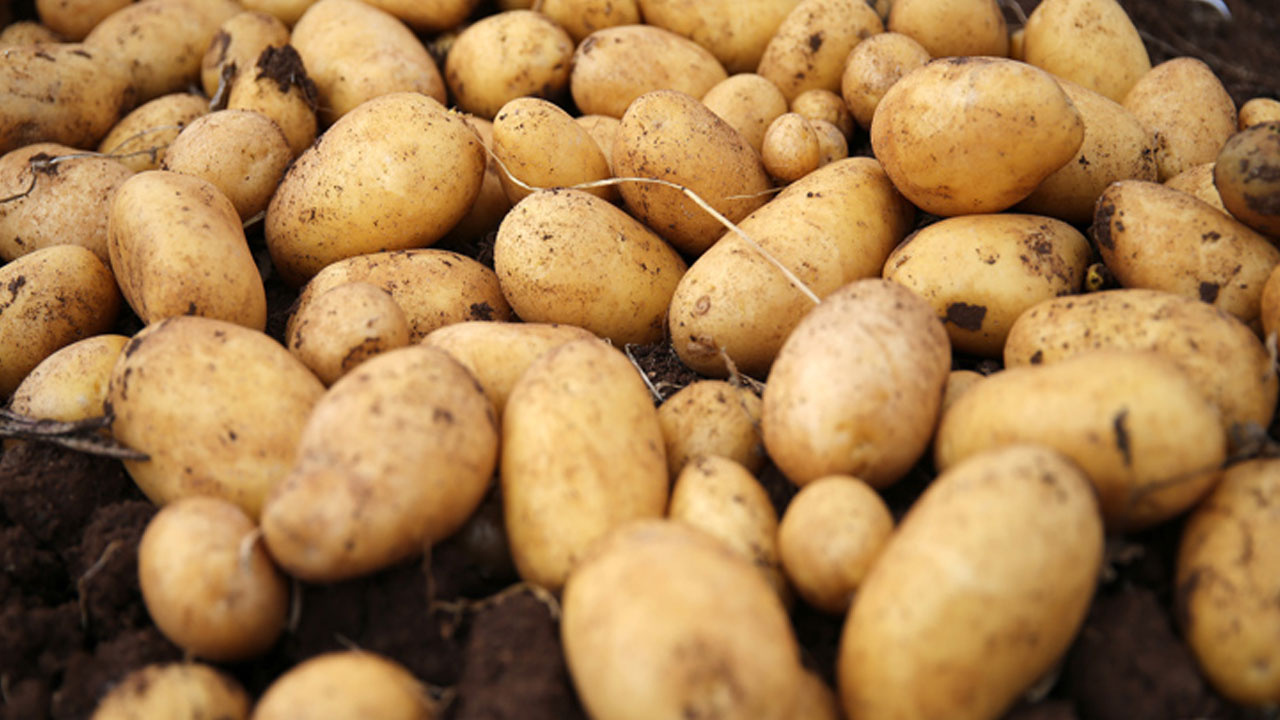 Bakan Kirişçi Açıkladı: Patates Kanseri Nedeniyle 26 İl Karantinada