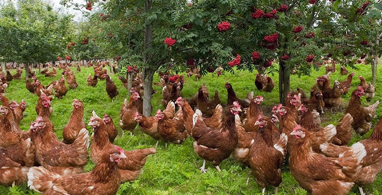 Tavukçuluk Yapmak İsteyenlere 0 Faizli Kredi Desteği Geldi: Faizsiz Tavuk Çiftliği Kredisi Hibe Şartları Nelerdir?