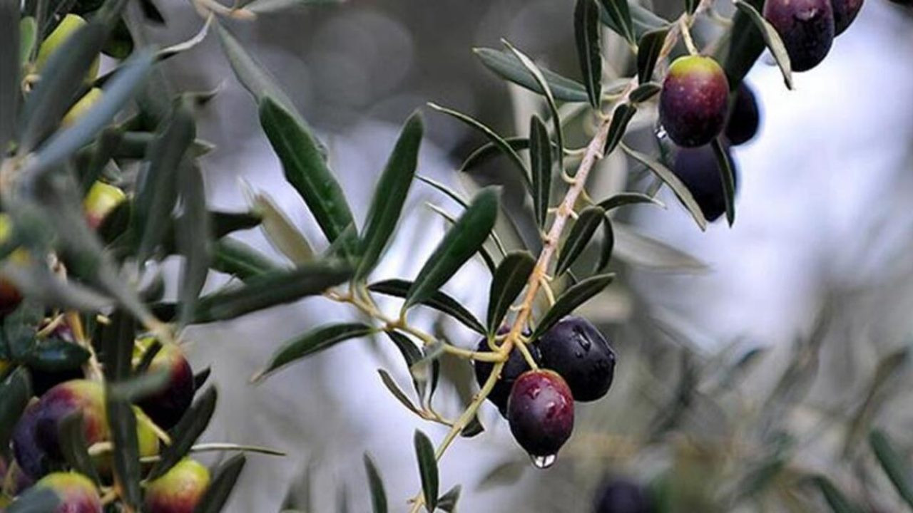 Zeytin yerken buna dikkat ediyor musunuz? Şifa kaynağı zeytinin bilinmeyen zararı!