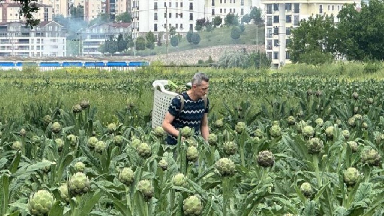 milyonlarca-liralik-konutlarin-arasinda-tarimsal-uretim-mucadelesi.jpg